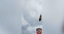 Runaway zebra's wild adventure comes to an end after dramatic helicopter rescue
