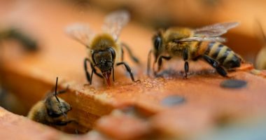 Savannah becomes an official Bee City USA