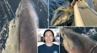Scientist tracking biggest great white shark ever Contender reveals how to escape encounter
