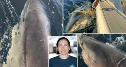 Scientist tracking biggest great white shark ever Contender reveals how to escape encounter
