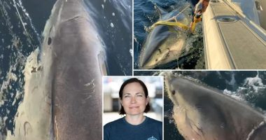Scientist tracking biggest great white shark ever Contender reveals how to escape encounter