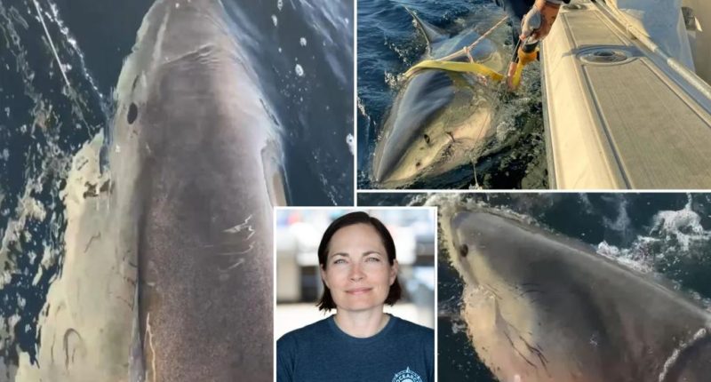 Scientist tracking biggest great white shark ever Contender reveals how to escape encounter