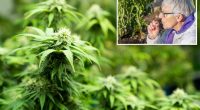 Senior citizens face increased health risks due to cannabis use