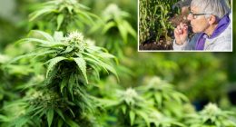 Senior citizens face increased health risks due to cannabis use