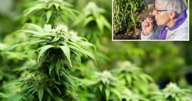 Senior citizens face increased health risks due to cannabis use