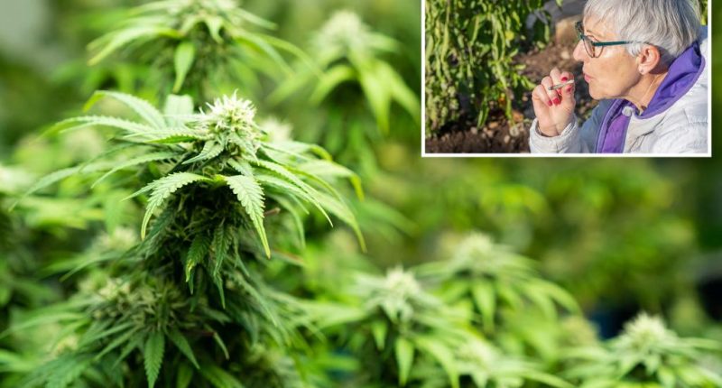 Senior citizens face increased health risks due to cannabis use