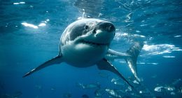 'Shark Week' host warns beachgoers where and when predators are most likely to attack