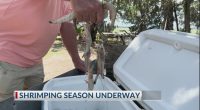Shrimping season begins in Georgia, challenges continue