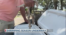 Shrimping season begins in Georgia, challenges continue