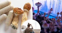 Single dose of 'magic mushrooms' provides 5 years of depression relief