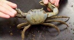 South Carolina's new blue crab laws take effect July 1: What to know