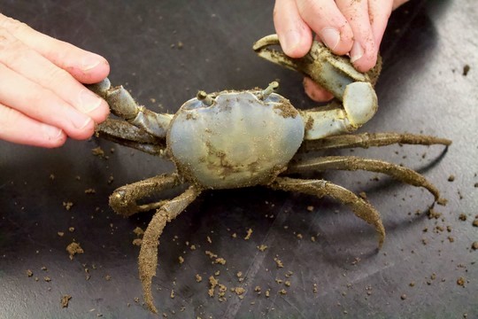 South Carolina's new blue crab laws take effect July 1: What to know