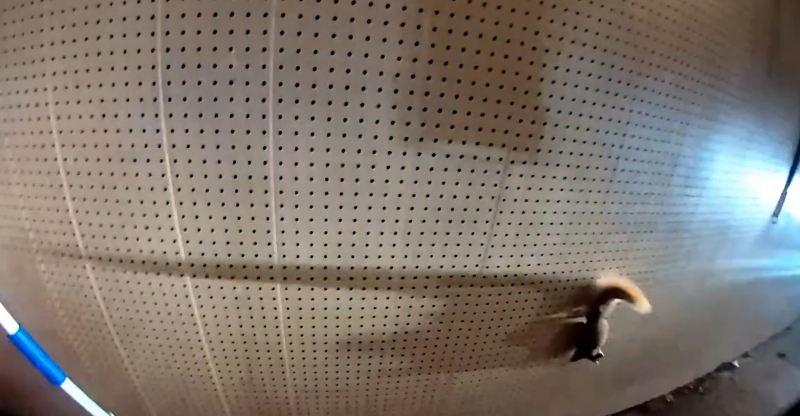 Squirrel on the run: Chatham Police shoo away animal refusing to leave resident's garage