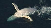 Australia's most famous cetacean, Migaloo the white whale, was last spotted five years ago, but a fresh sighting offï»¿ Queensland has fans hopeful there's a new white wonder residing in east coast waters.