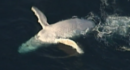 Australia's most famous cetacean, Migaloo the white whale, was last spotted five years ago, but a fresh sighting offï»¿ Queensland has fans hopeful there's a new white wonder residing in east coast waters.