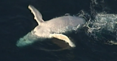Australia's most famous cetacean, Migaloo the white whale, was last spotted five years ago, but a fresh sighting offï»¿ Queensland has fans hopeful there's a new white wonder residing in east coast waters.