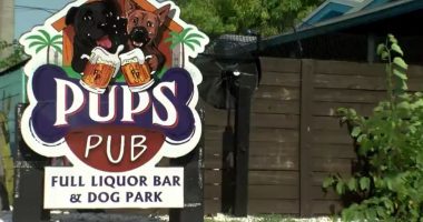 Tampa dog bar forced to shut down after losing legal battle with state