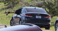 Tourist dives headfirst through open car window to avoid grizzly