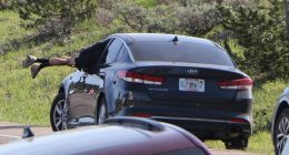 Tourist dives headfirst through open car window to avoid grizzly