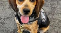 Sniffer dog wearing a vest.