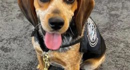 Sniffer dog wearing a vest.