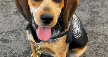 Sniffer dog wearing a vest.