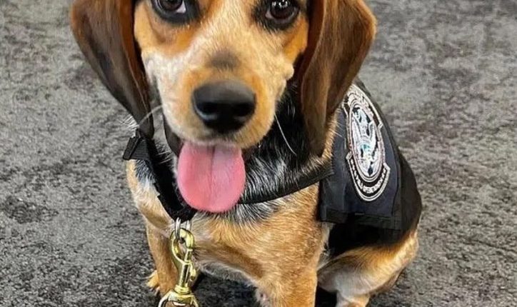Sniffer dog wearing a vest.