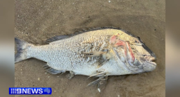 South Australia's seafood industry is bracing for the long-term impact of a toxic algal bloom.