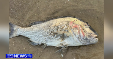 South Australia's seafood industry is bracing for the long-term impact of a toxic algal bloom.