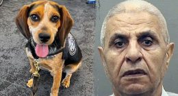 Traveler nabbed by CBP beagle at airport for carrying illicit food deported after kicking dog 'off the ground'