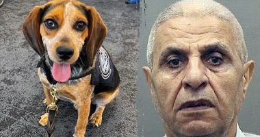 Traveler nabbed by CBP beagle at airport for carrying illicit food deported after kicking dog 'off the ground'