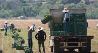 Trump halts ICE arrests at farms and hotels amid industry backlash