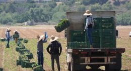 Trump halts ICE arrests at farms and hotels amid industry backlash