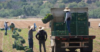 Trump halts ICE arrests at farms and hotels amid industry backlash