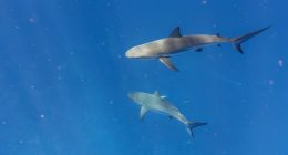 Trump pardons 2 divers who freed 19 sharks off the coast of Florida