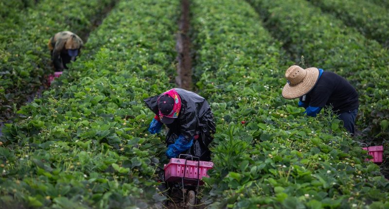 Trump says changes are coming to ICE raid policy: 'We must protect our farmers'