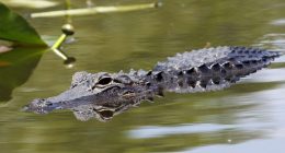 Trump to visit 'Alligator Alcatraz' detention center this week