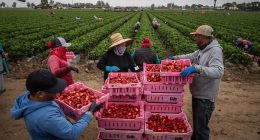 Trump's U-turn on mass deportation affects thousands of businesses