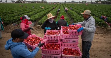 Trump's U-turn on mass deportation affects thousands of businesses