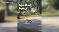 Tybee Island coyotes spotted for first time since 2023