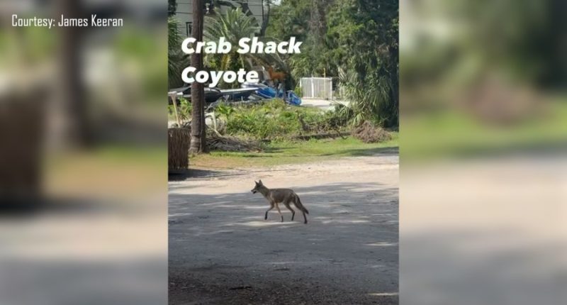 Tybee Island coyotes spotted for first time since 2023