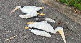 UPDATE: Dead pelicans remain in Mobile neighborhood