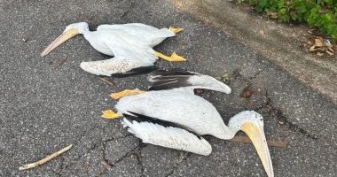 UPDATE: Dead pelicans remain in Mobile neighborhood