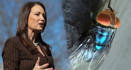 US government to build $8.5M fly-breeding facility to combat cattle parasite threat