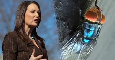 US government to build $8.5M fly-breeding facility to combat cattle parasite threat