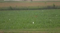 Urbana crop research lab's future uncertain; what could this mean for consumers