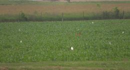 Urbana crop research lab's future uncertain; what could this mean for consumers