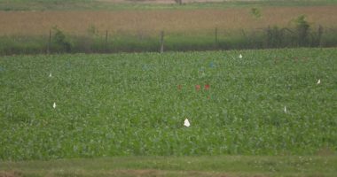 Urbana crop research lab's future uncertain; what could this mean for consumers
