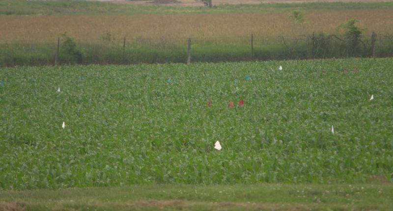 Urbana crop research lab's future uncertain; what could this mean for consumers