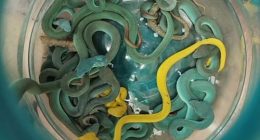 Venomous snakes found hidden in bag of traveller at airport